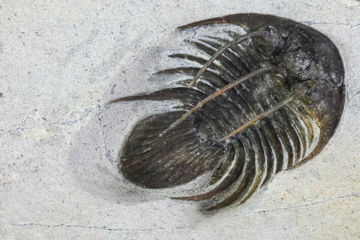 Spiny Kolihapeltis Trilobite - Rare Species #108779